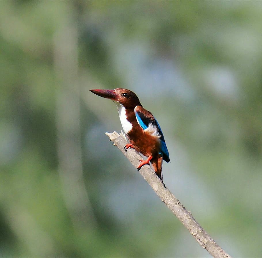 bird, wildlife, nature, outdoors, animal, side view, kingfisher, HD wallpaper