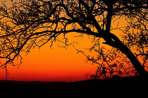 dawn, sky, sunset, sunrise, backlit, branches, dusk, HD wallpaper HD wallpaper