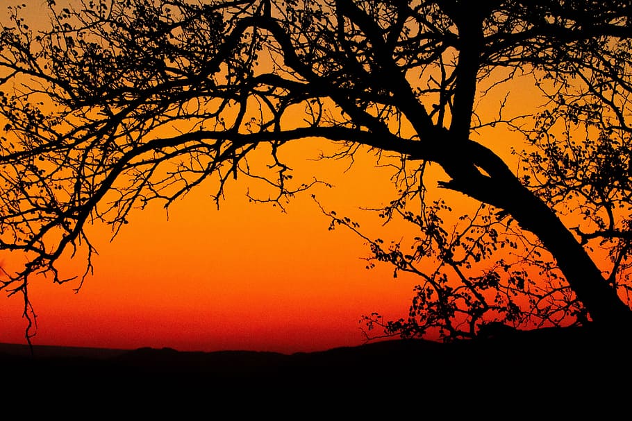 dawn, sky, sunset, sunrise, backlit, branches, dusk, HD wallpaper HD wallpaper