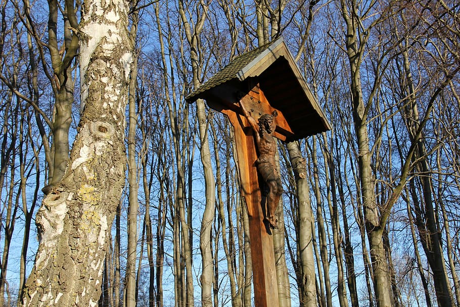 jesus, tree, malmö, low angle view, plant, birdhouse, no people HD wallpaper