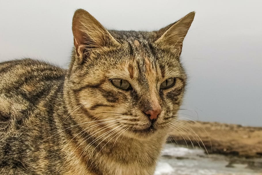 cat, stray, face, eyes, portrait, animal, homeless, young, kitty HD wallpaper