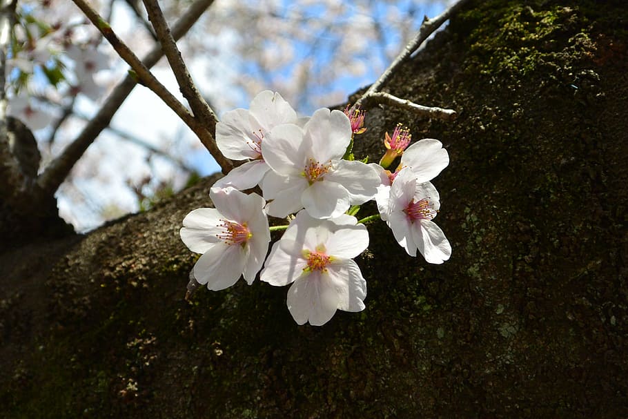 cherry, landscape, flowers, nature, petal, tree, springtime HD wallpaper
