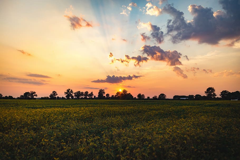 landscape photography of green field during golden hour, flower HD wallpaper