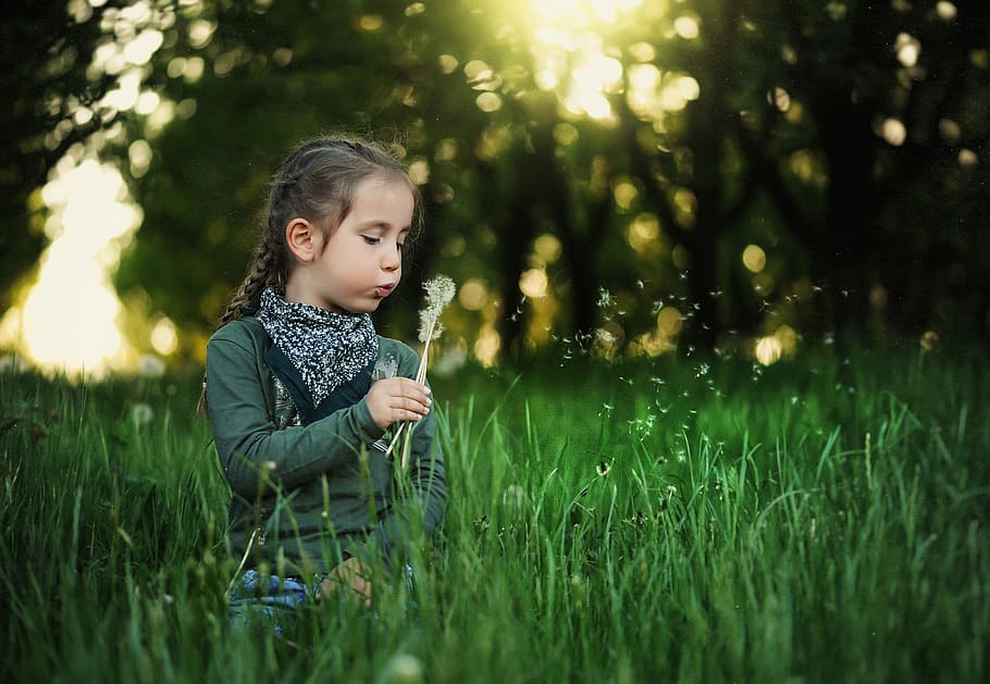 photography of girl sitting on grass blowing dandelion during golden hour, HD wallpaper