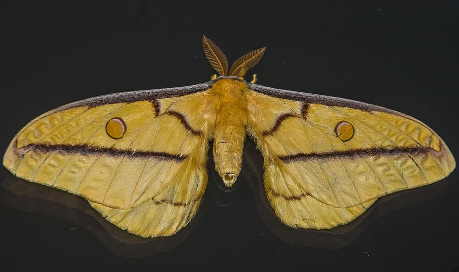 close-up photography yellow moth, insect, large, black, blue HD wallpaper