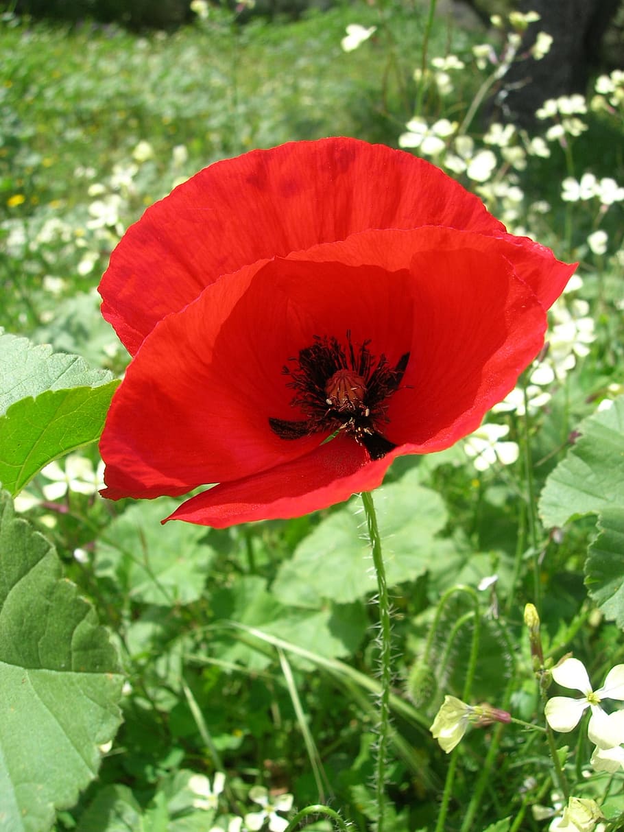 Flower, Poppy, Spring, nature, red, plant, green Color, summer HD wallpaper