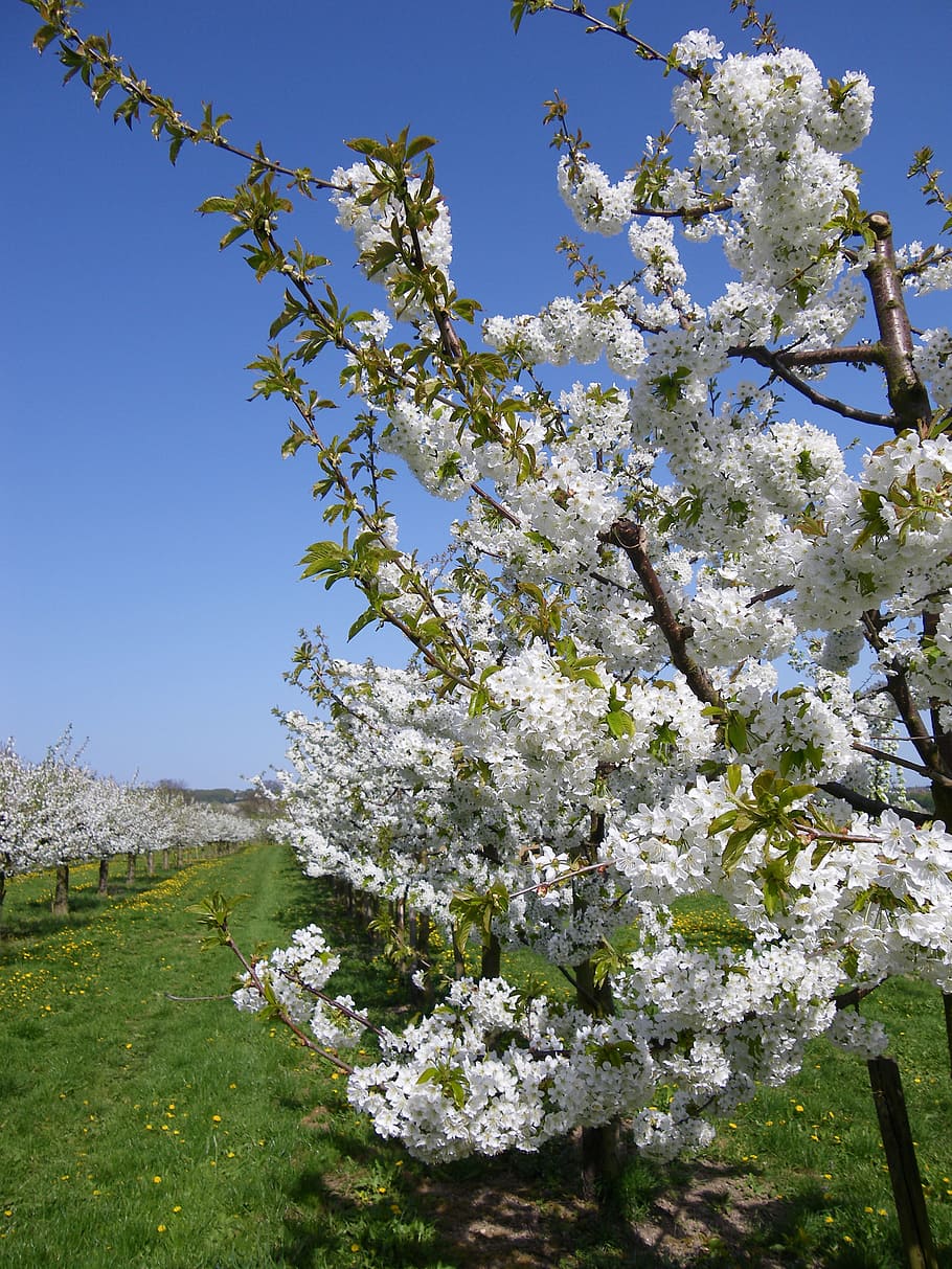 cherry blossom, cherry trees, bloom, fruit tree, white, spring HD wallpaper