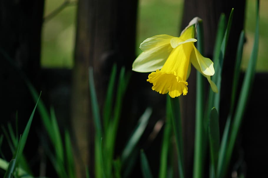 Easter, Daffodil, Spring, Bloom, Blossom, yellow, nature, flower HD wallpaper