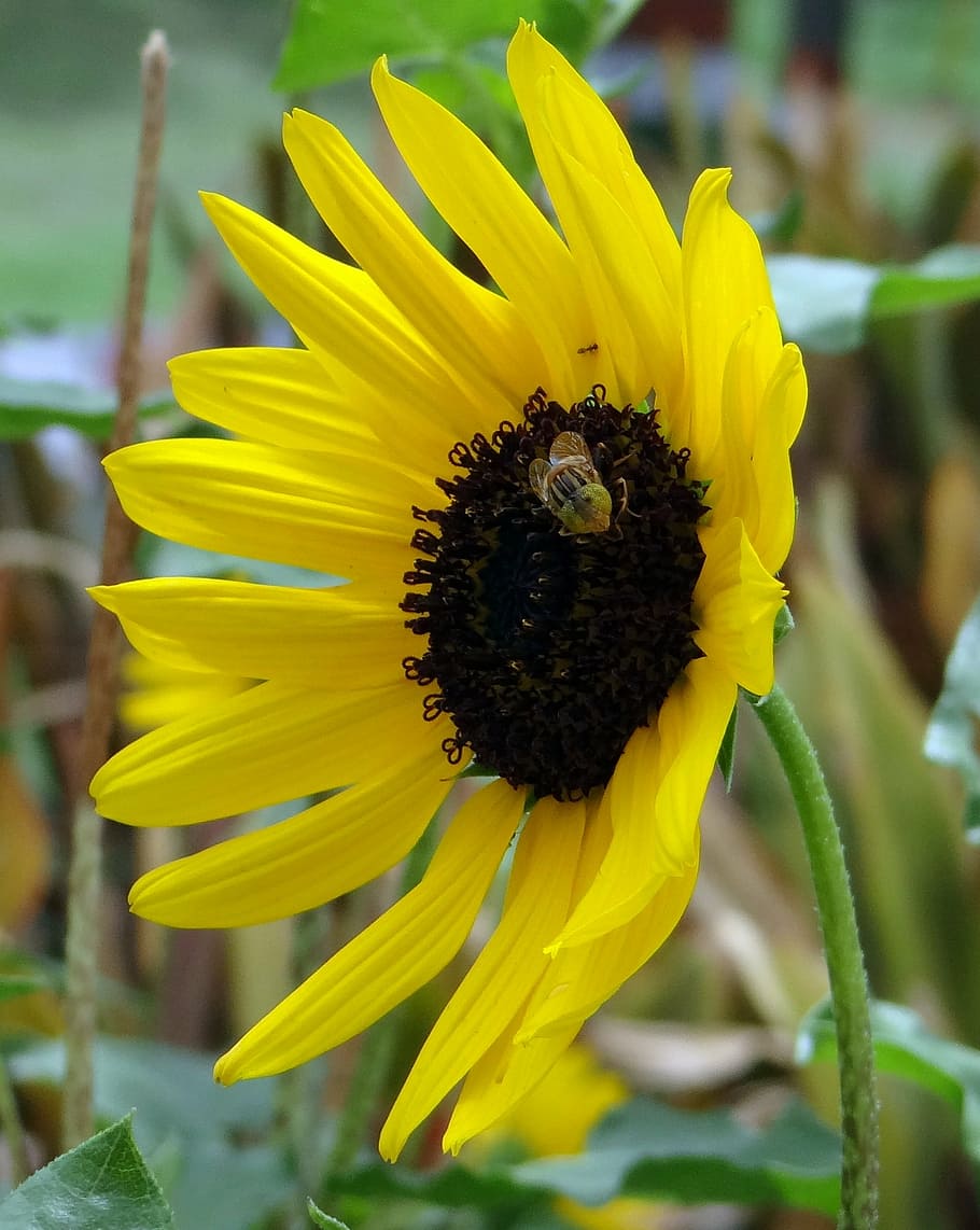 sunflower, ornamental, bee, macro, close-up, yellow, noida HD wallpaper