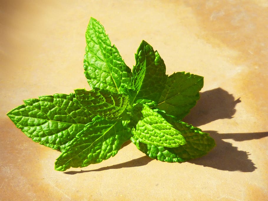 green leaves on brown surface, mint, fresh, green color, food and drink HD wallpaper