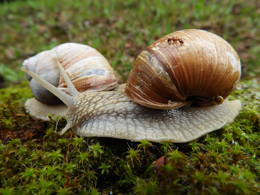 ant, worm, spring, animal wildlife, shell, mollusk, gastropod HD wallpaper