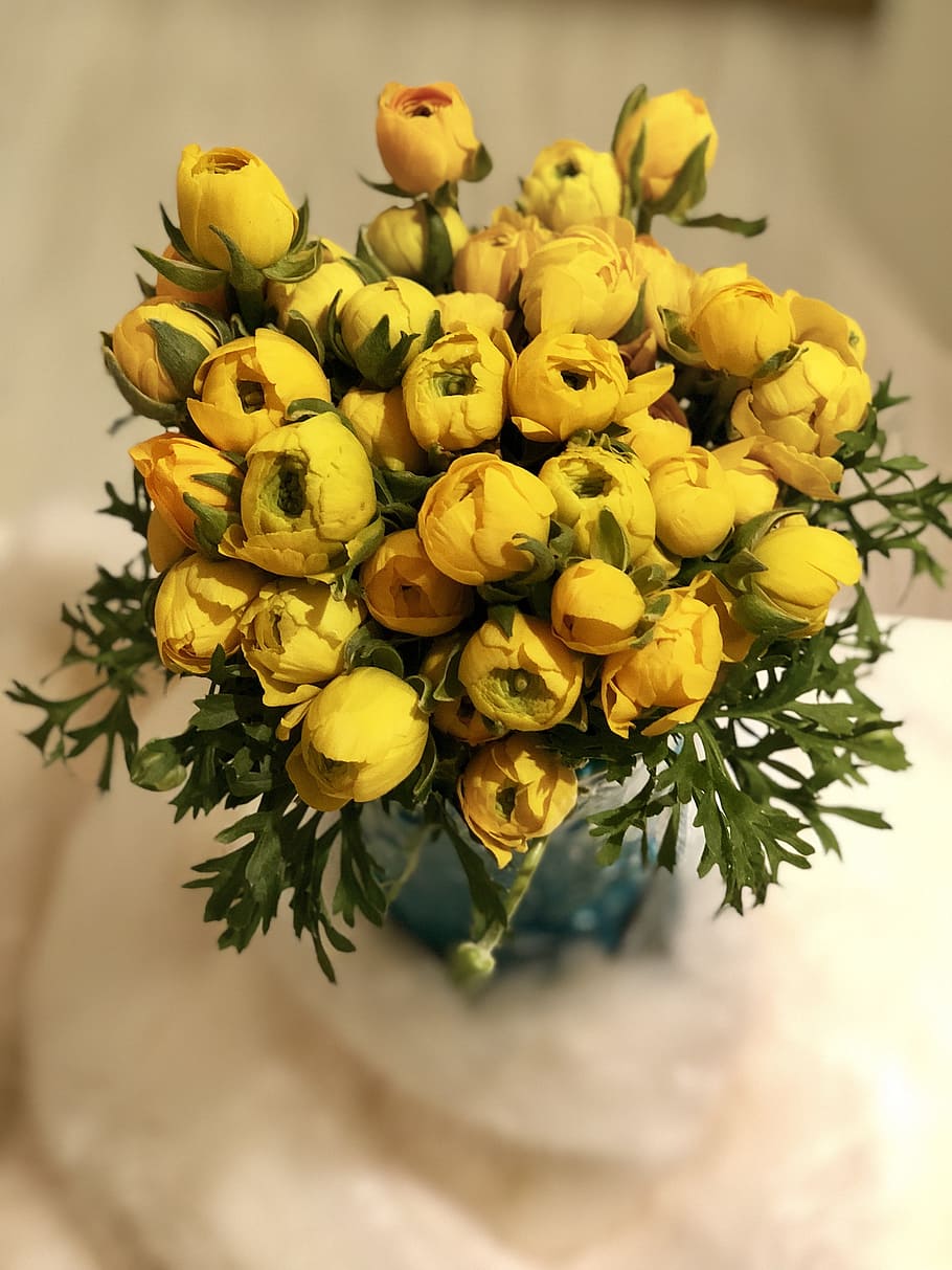 flora, nature, leaf, tree, decoration, yellow, flower, freshness HD wallpaper