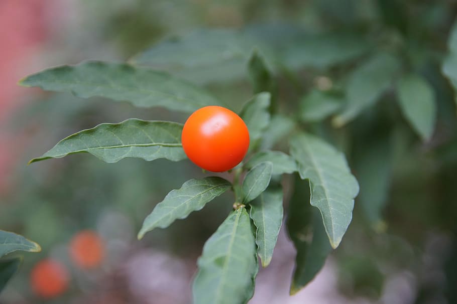 Fruit, Red, Green, Green, Leaf, Berry, food and drink, growth HD wallpaper