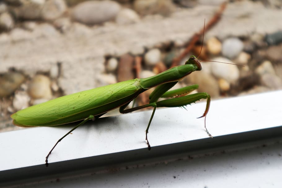 praying mantis, insect, nature, animal themes, invertebrate HD wallpaper
