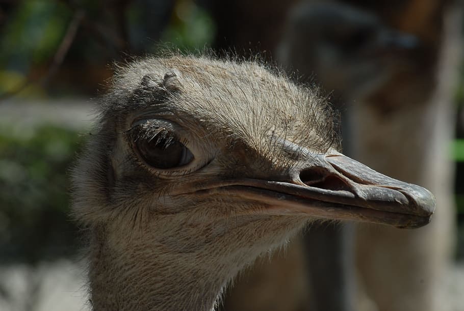 ostrich, ave, eye, bird, animal themes, one animal, vertebrate HD wallpaper