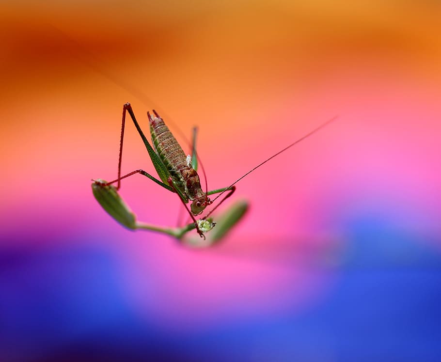 grasshopper, plant, rest, coloring, insecta, animal themes HD wallpaper