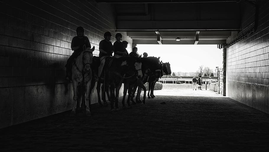 horse race, race track, derby, sport, horse racing, animal, HD wallpaper