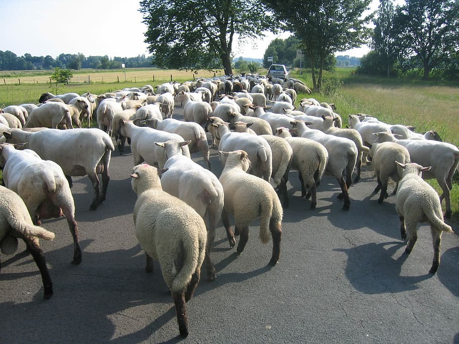 Bunde, Germany, Landscape, Sheep, Trees, road, grass, blocking HD wallpaper
