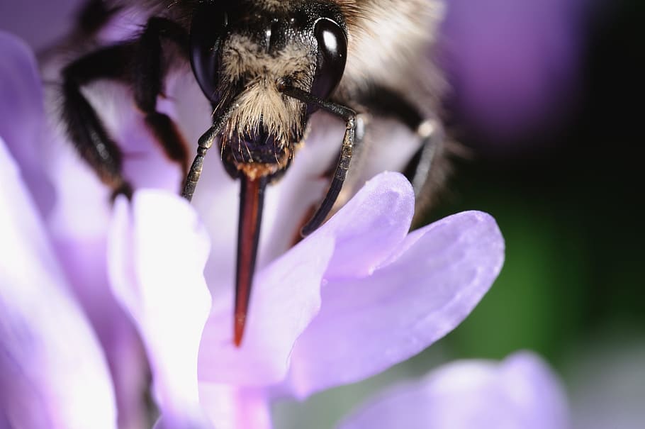 bee, flower, pollination, life, purple, white, close-up, beauty in nature HD wallpaper