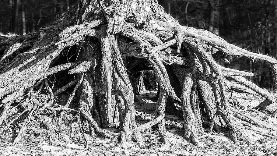 Tree, Root, Root System, Tree Root, Wood, nature, forest, structure HD wallpaper