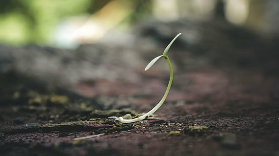 blur, close-up, focus, ground, plant, soil, sprout, growth HD wallpaper