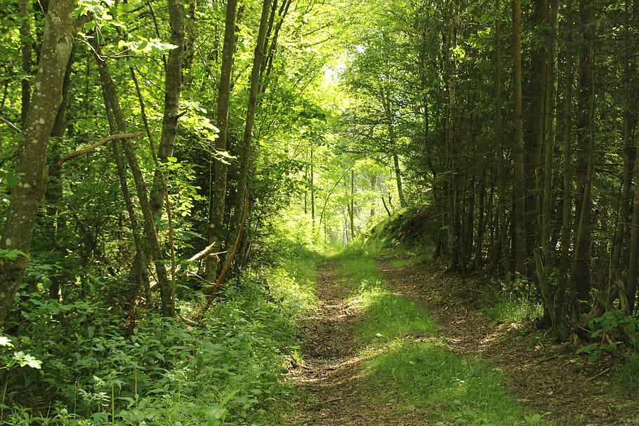 Forest, Path, Nature, Summer, forest path, away, trees, footpath HD wallpaper