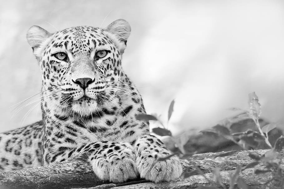 white and black leopard lying on brown wooden surface, tawny
