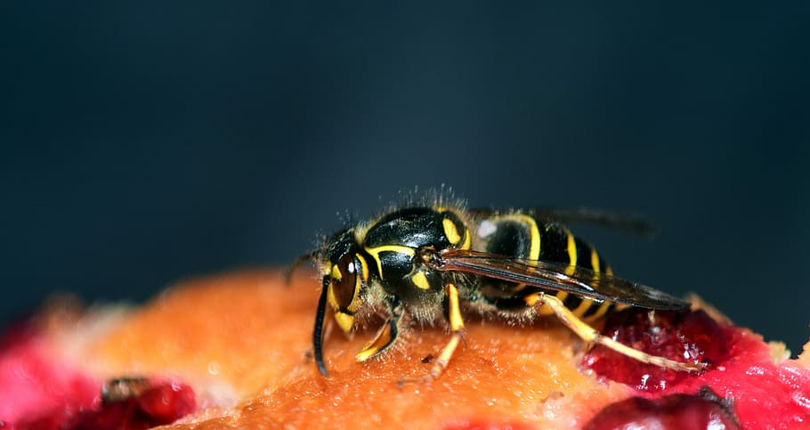 Wasp, Cake, Pastries, Delicious, Sweet, wasp on the cake, eat HD wallpaper