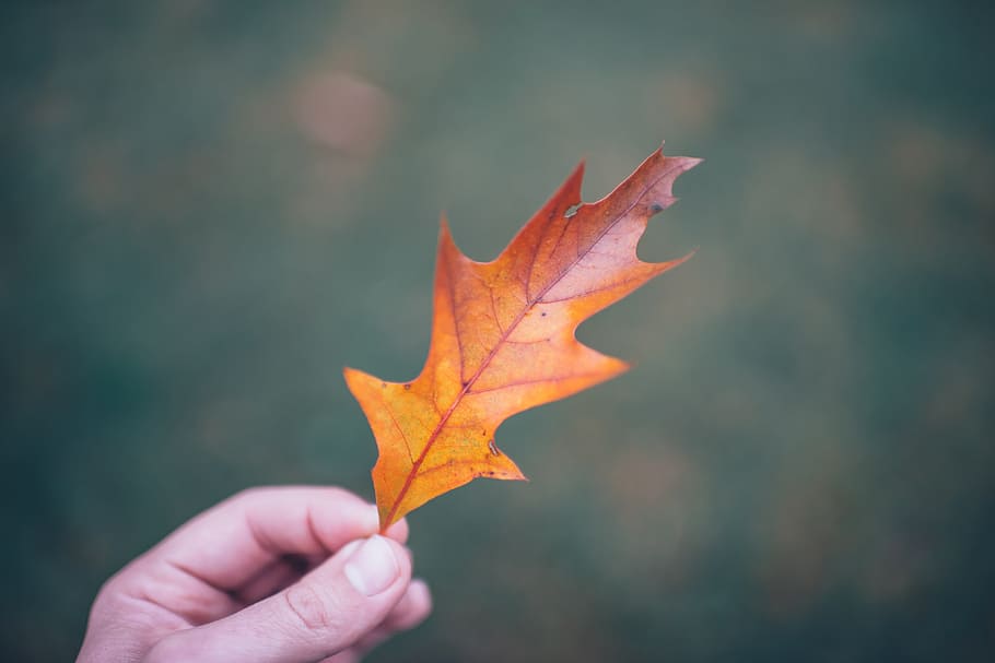 selective focus photography of person holding dried leaf, beautiful HD wallpaper