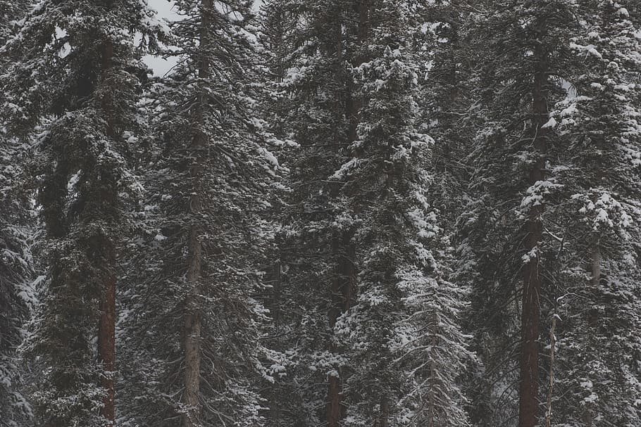 snow-covered trees during daytime, stand of pine trees, photo HD wallpaper