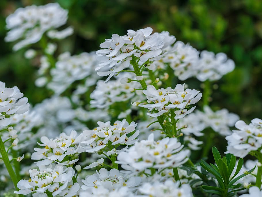 flower, flowers, white, spring, flowering plant, beauty in nature HD wallpaper