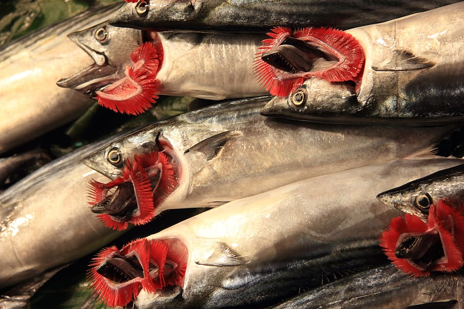 turkey, istanbul, fresh, fish, red gills, exotic, seafood, vertebrate HD wallpaper