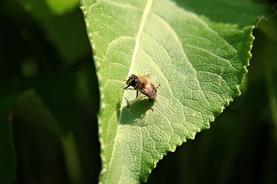hoverfly, mimicry, leaf, structure, sun, garden, movement, clean HD wallpaper