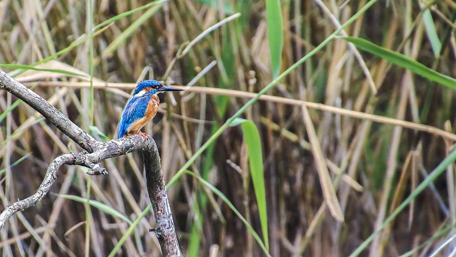 Kingfisher, Bird, Clean, River, Nature, feather, blue feathers HD wallpaper