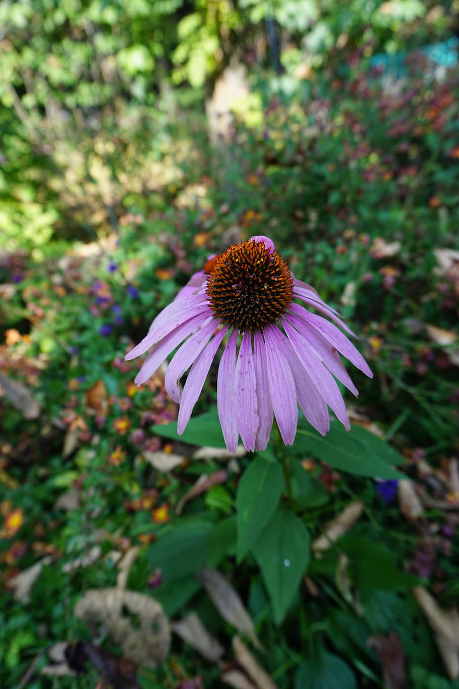 flowers, autumn, desolation, flowering plant, fragility, vulnerability HD wallpaper