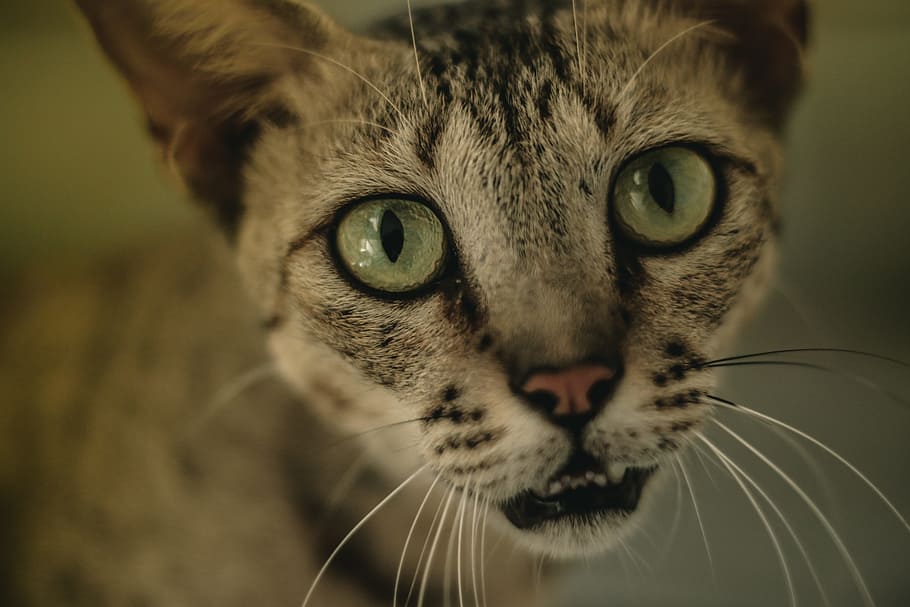 cat, kitten, pet, animal, eyes, face, one animal, mammal, domestic cat HD wallpaper