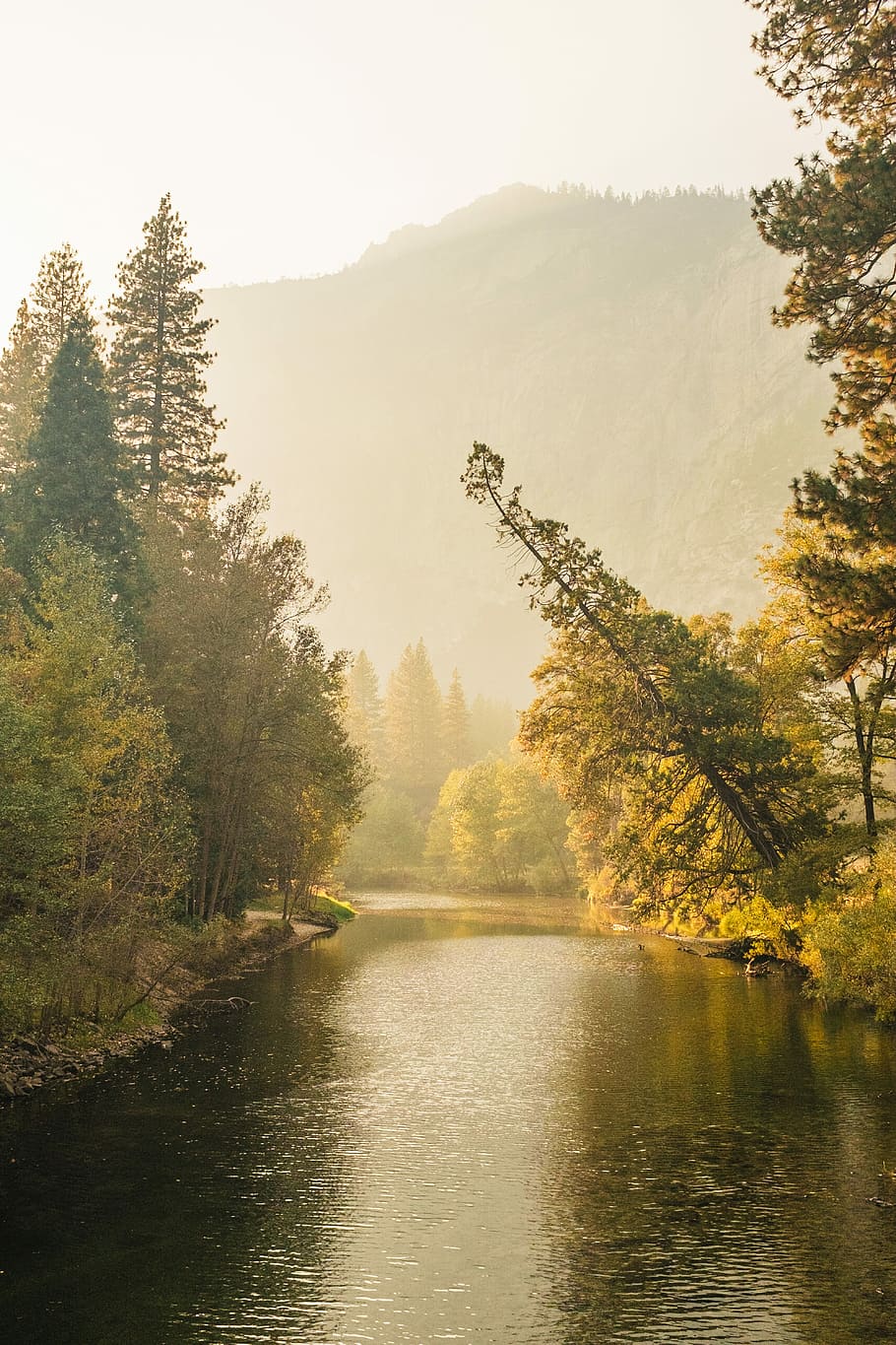 river between trees near mountain during daytime, tress beside river HD wallpaper