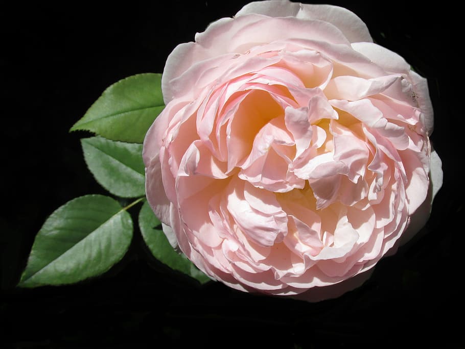 flower, rose, leaf, desktop, flora, beauty in nature, flowering plant HD wallpaper