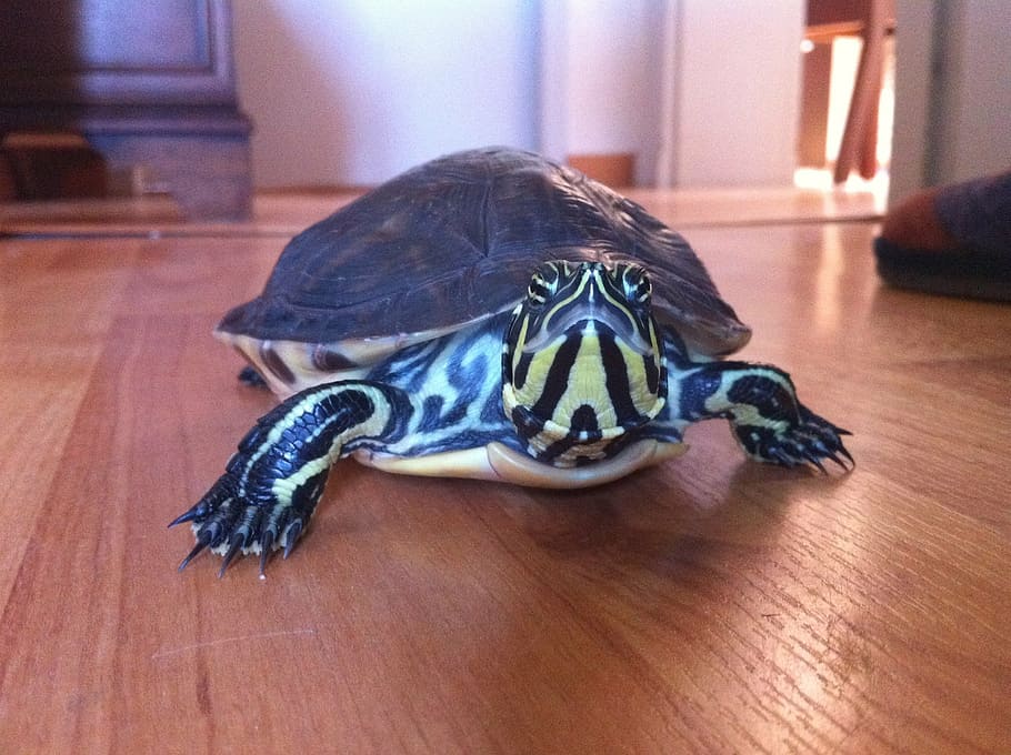 turtle, funny, soil, animal, reptile, animal themes, one animal HD wallpaper