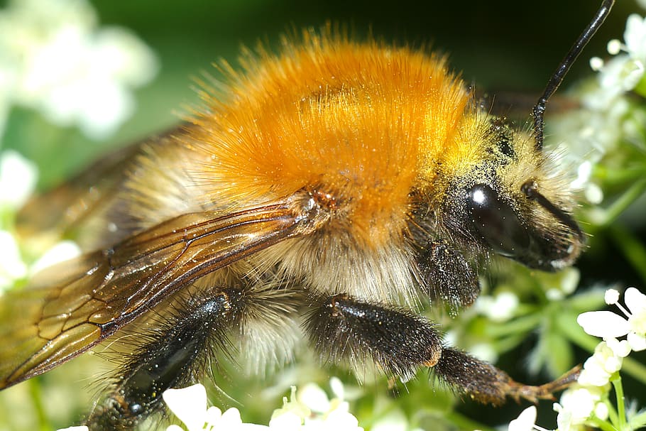 bumblebee, insect, nature, closeup, animal themes, one animal HD wallpaper