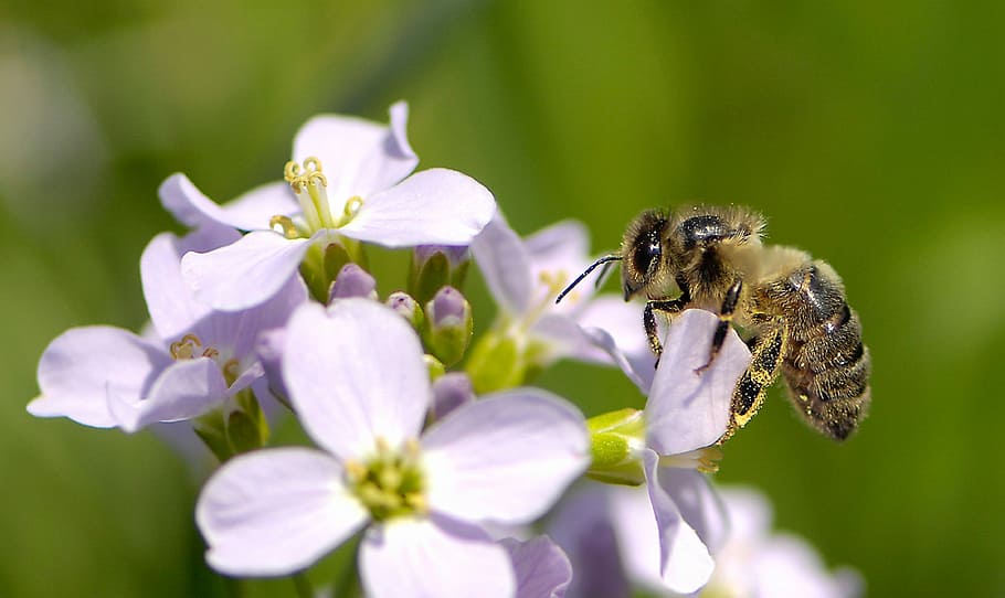 bee, nature, flower, pollination, flowering plant, animal themes HD wallpaper