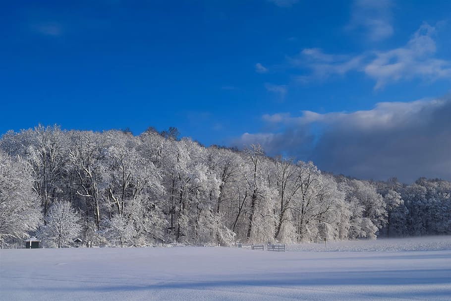 snow, trees, winter, cold, frost, nature, white, season, covered HD wallpaper