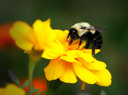 macro photography of bumble bee on flower, Bumblebee, Insect HD wallpaper