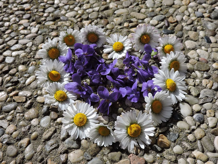 Фото цветов маргаритки и фиалки. Stone Spring. Violet photo with Daisies. Spring up.