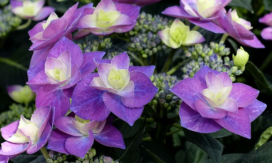 purple and yellow hydrangeas you and I closeup photography HD wallpaper