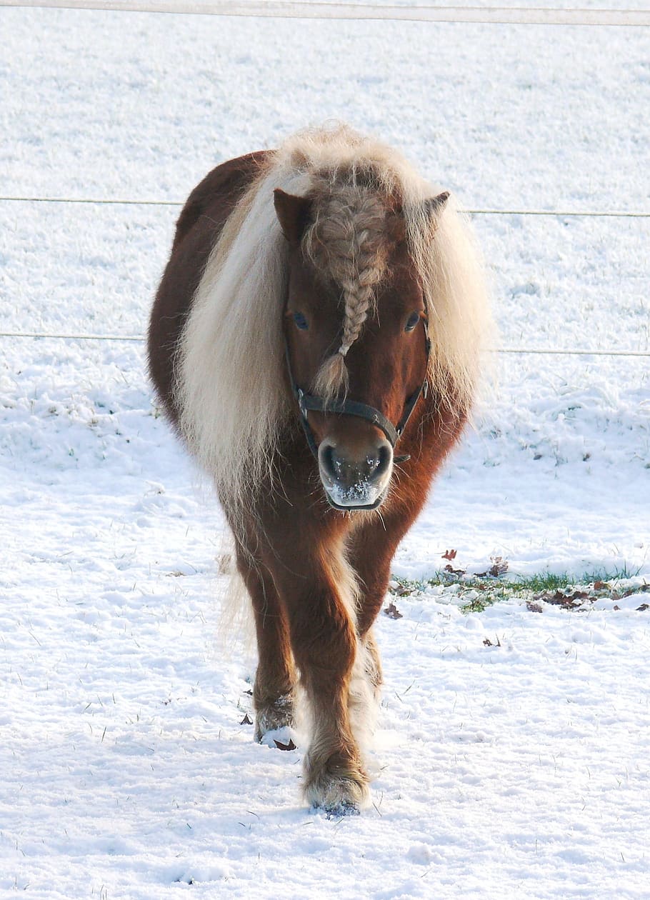 Horse, Pony, Pasture, Snow, Landscape, stallion, fox, shetlander, HD wallpaper