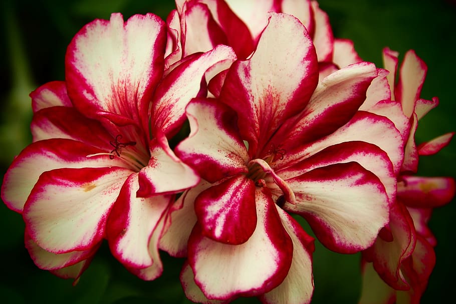 flower, red, white, nature, flowering plant, vulnerability HD wallpaper