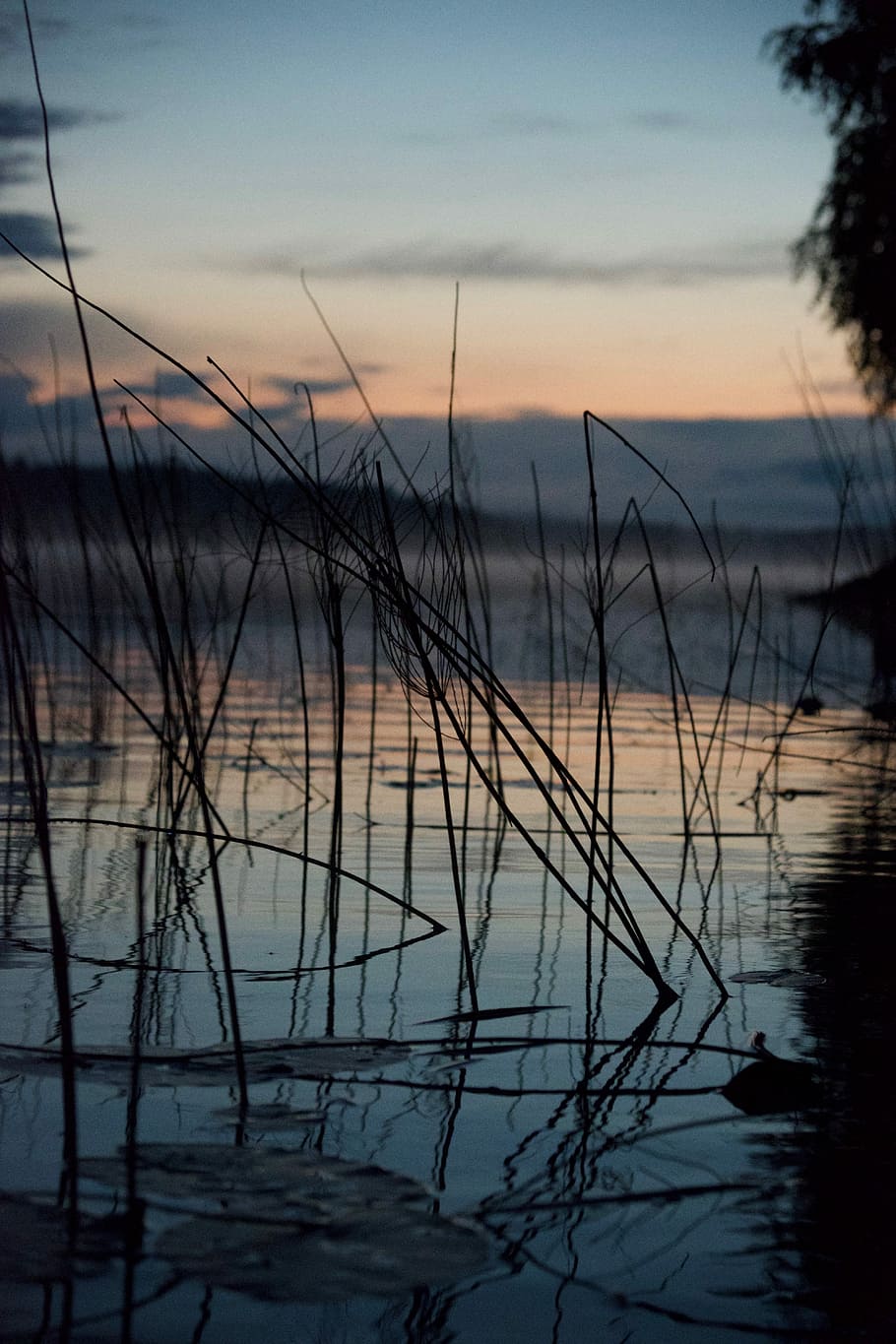 silhouette photo of grasses on body of water, sunset, sky, beauty in nature HD wallpaper