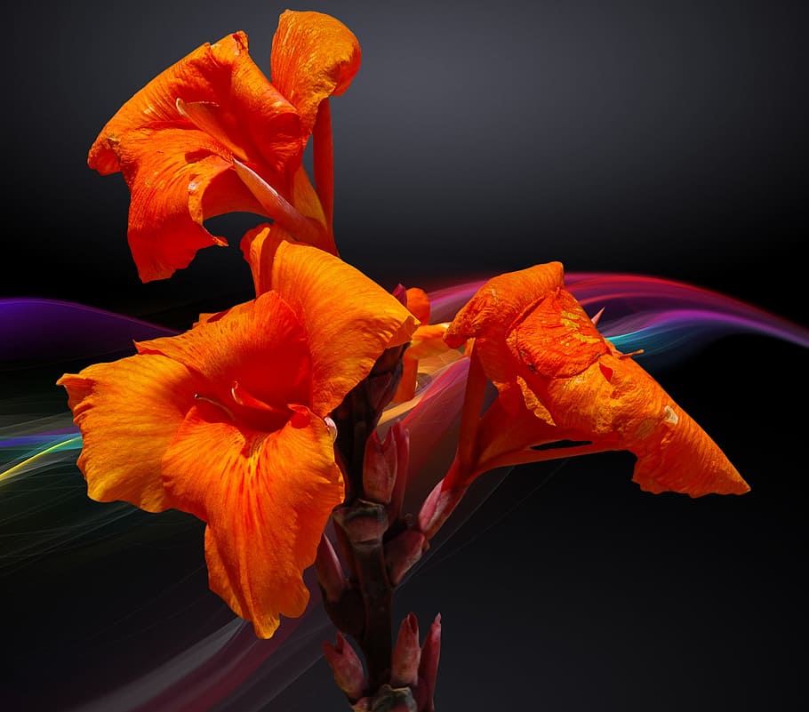 blossom, bloom, flower, orange, flowering plant, petal, fragility HD wallpaper