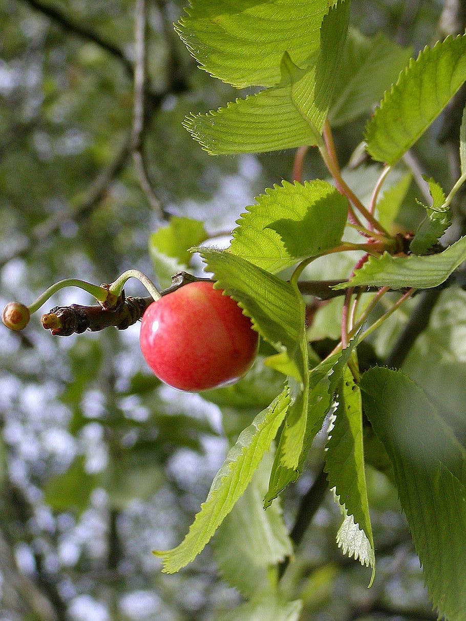 Cherry, Fruit, Maturation, Taste, Sweet, red, food and drink HD wallpaper